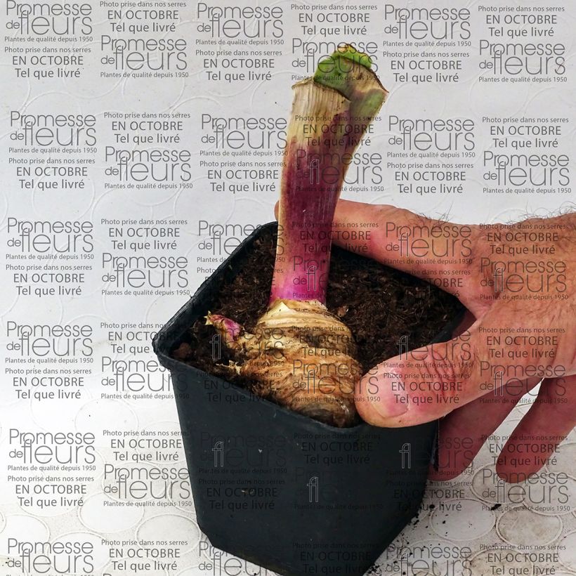 Exemple de spécimen de Iris germanica Play with Fire - Iris des Jardins. Rhizome ou godet tel que livré