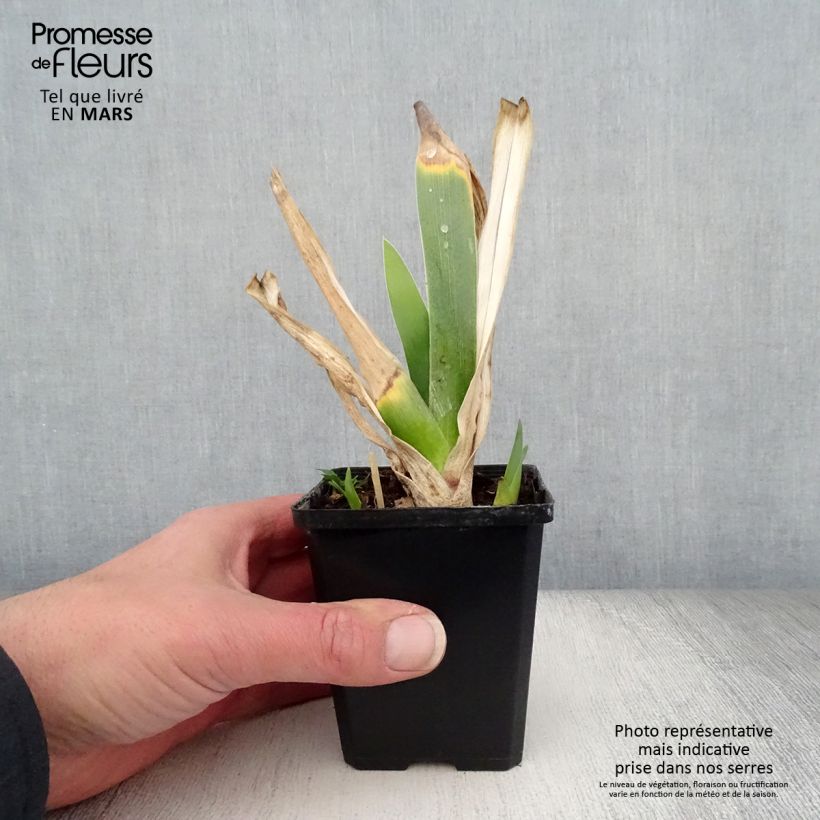 Spécimen de Iris germanica Poésie - Iris des Jardins Rhizome tel que livré au printemps