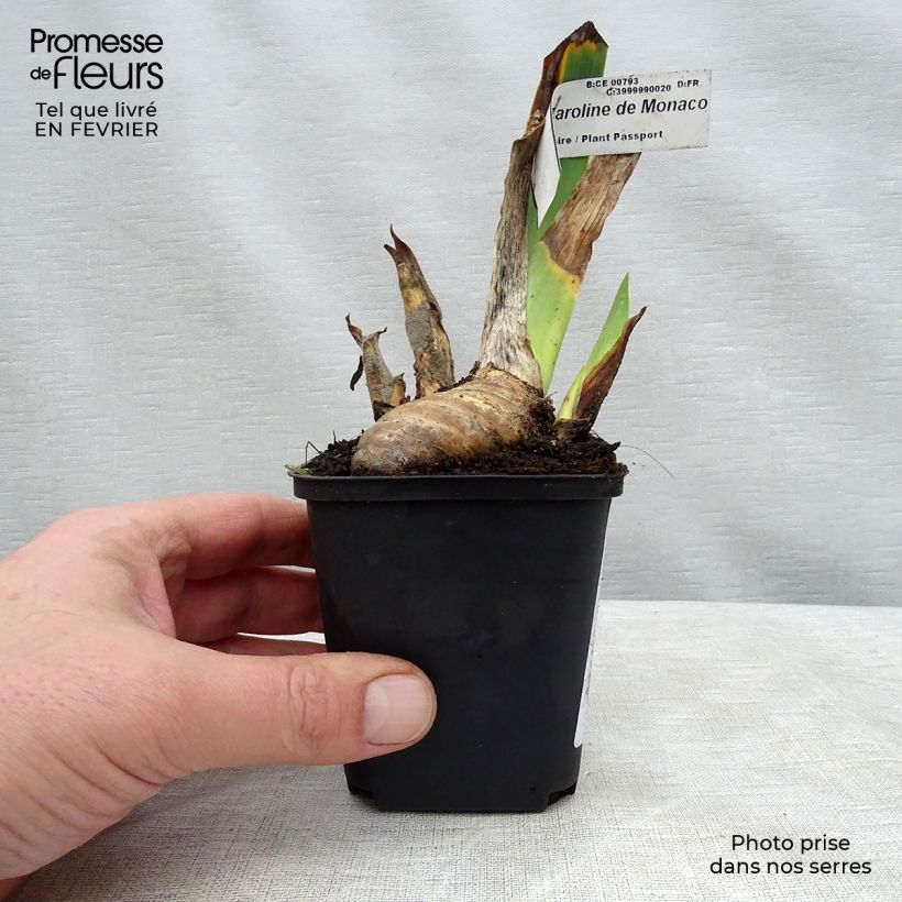 Spécimen de Iris germanica Princesse Caroline de Monaco - Iris des Jardins - Rhizome, Calibre 10/15, qualité extra tel que livré en hiver