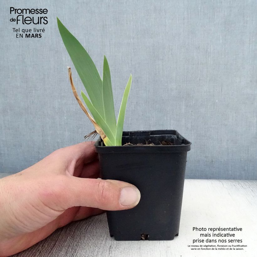 Spécimen de Iris germanica Profond Mystère - Iris des Jardins Rhizome, Calibre 10/15, qualité extra tel que livré au printemps