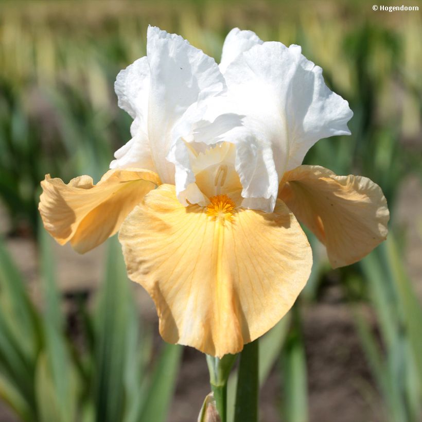 Iris germanica Pumpkin Cheesecake - Iris des Jardins (Floraison)