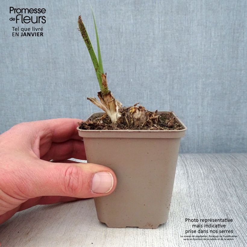 Spécimen de Iris germanica Pumpkin Cheesecake - Iris des Jardins Rhizome ou godet tel que livré en hiver