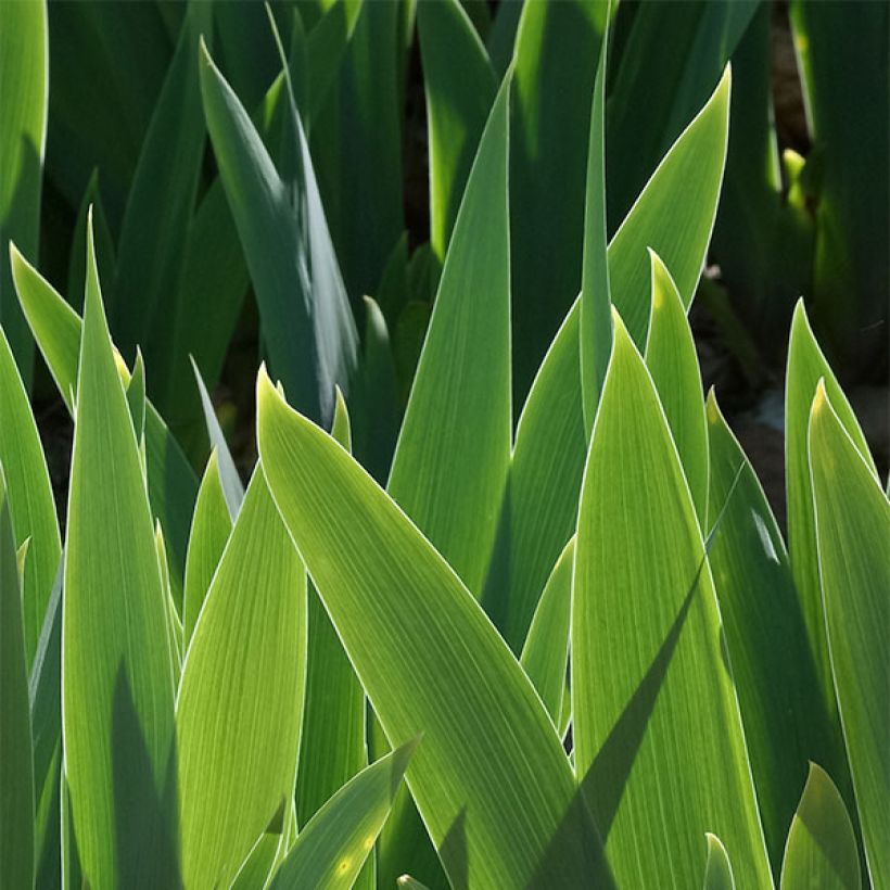 Iris germanica Raspberry Silk (Feuillage)