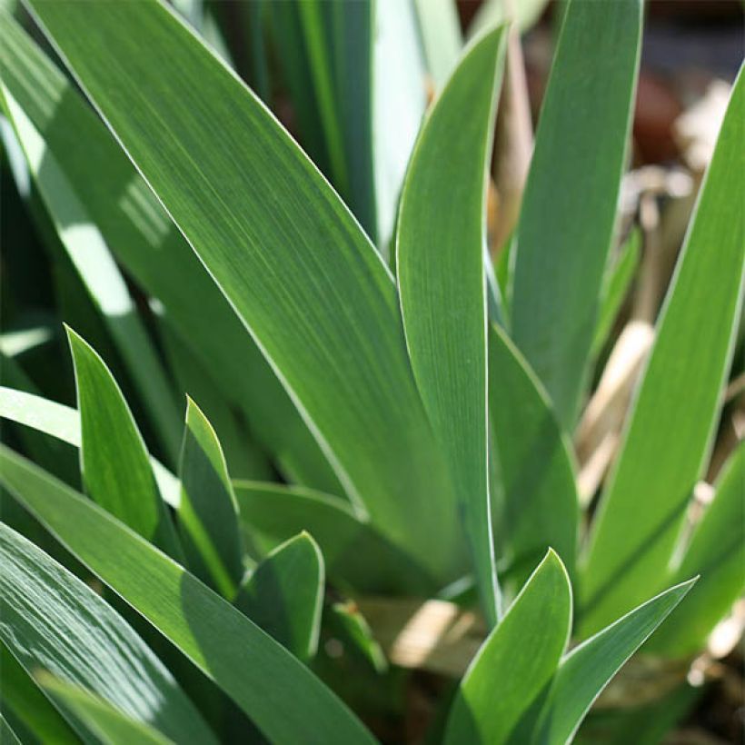 Iris germanica Ré la Blanche - Iris des Jardins (Feuillage)