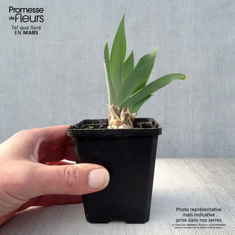 Spécimen de Iris germanica Red Orchid - Iris des Jardins Rhizome ou godet tel que livré au printemps