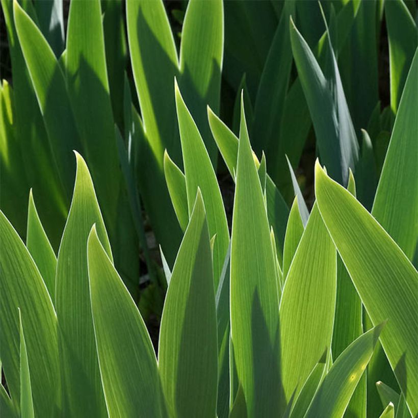 Iris germanica Ringo - Louise Emma - Iris des Jardins (Feuillage)