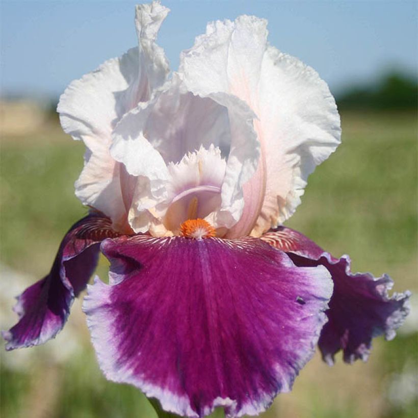 Iris germanica Ringo - Louise Emma - Iris des Jardins (Floraison)
