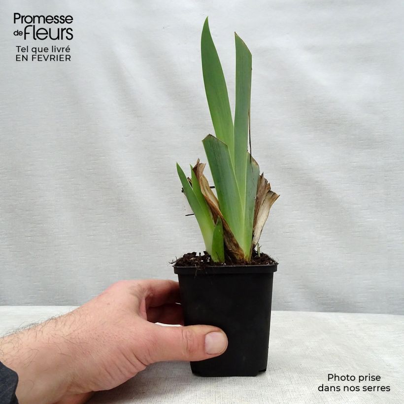 Spécimen de Iris germanica Ringo - Louise Emma - Iris des Jardins Rhizome ou godet tel que livré en hiver