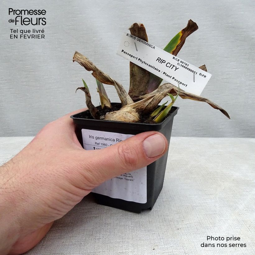 Spécimen de Iris germanica Rip City Rhizome tel que livré en hiver