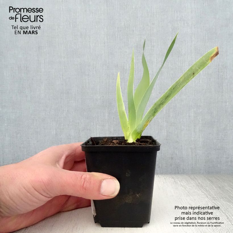 Spécimen de Iris germanica Robe du soir - Iris des Jardins Rhizome, Calibre 10/15, qualité extra tel que livré au printemps