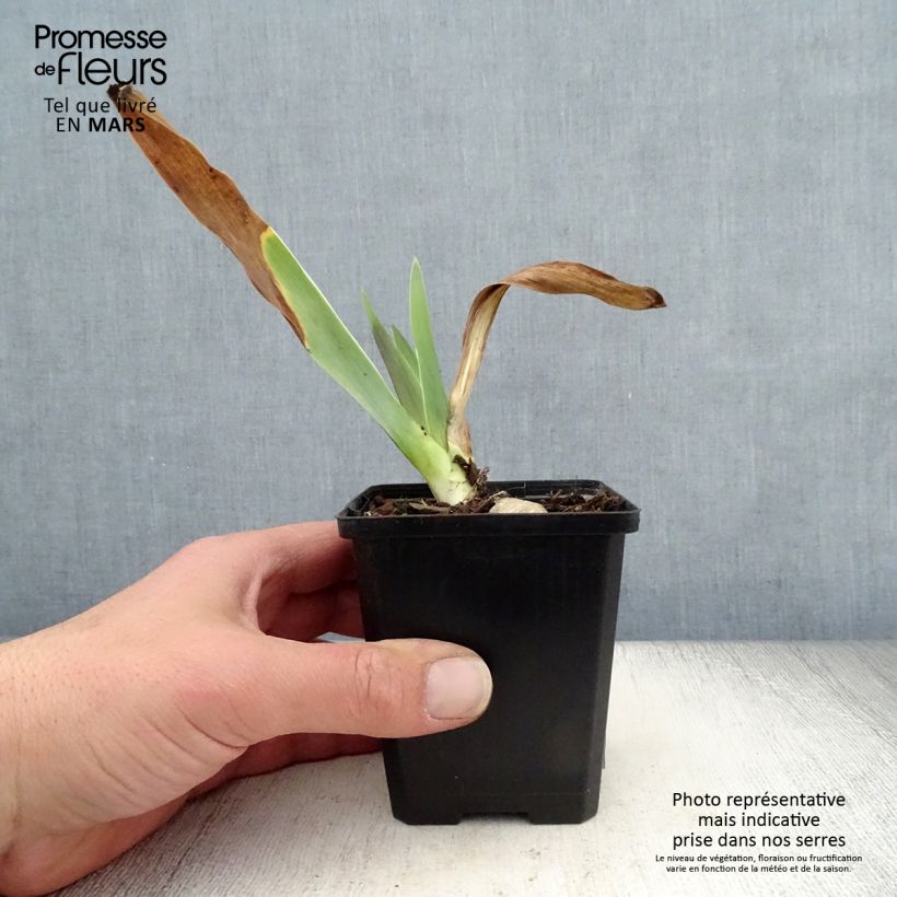 Spécimen de Iris germanica Rosalie Figge - Iris des Jardins Rhizome tel que livré au printemps