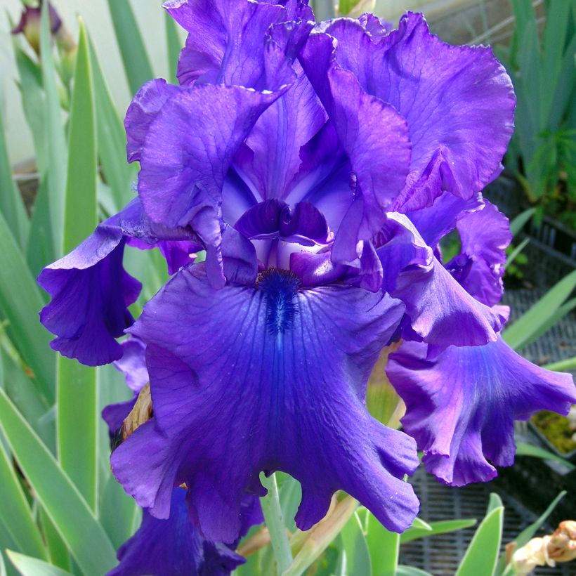 Iris germanica Ruffled Goddess (Floraison)