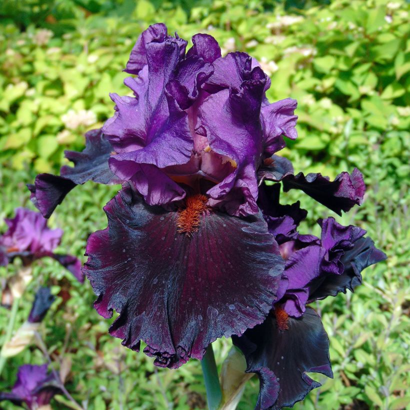 Iris germanica Saturn - Iris des Jardins (Floraison)