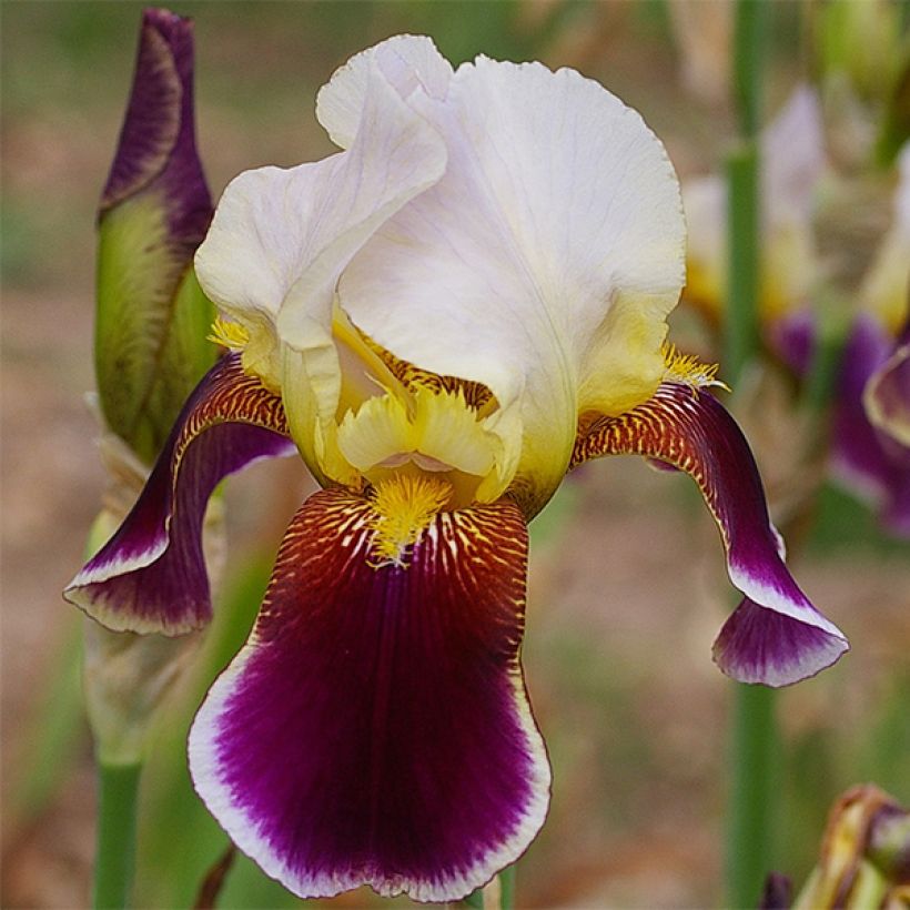 Iris germanica Shah Jehan - Iris des Jardins (Floraison)