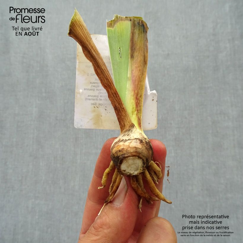 Spécimen de Iris germanica Showcase - Iris des Jardins  Rhizome, Calibre 4/6 tel que livré en été