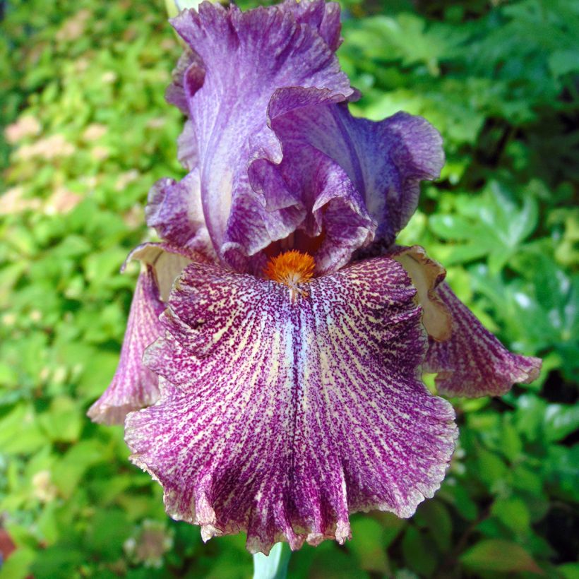 Iris germanica Sirop de Framboise - Iris des jardins (Floraison)