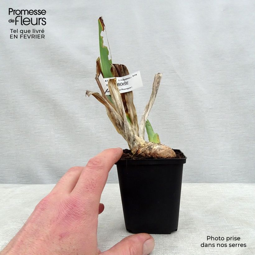 Spécimen de Iris germanica Sirop de Framboise - Iris des jardins Rhizome ou godet tel que livré en hiver