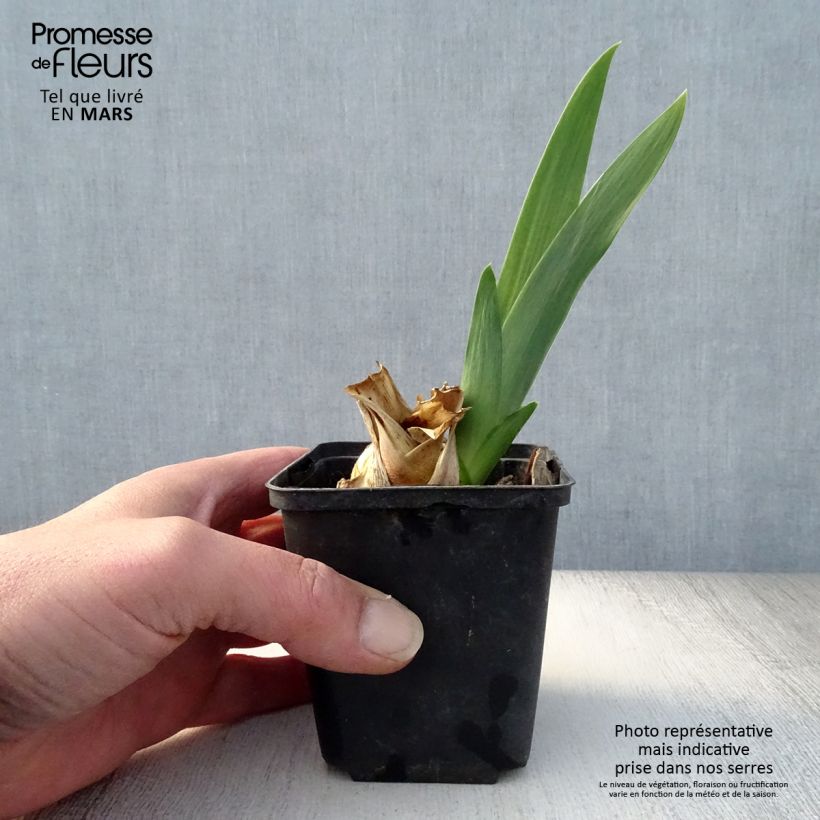 Spécimen de Iris germanica Skyfire - Real Delight - Rhizome tel que livré au printemps