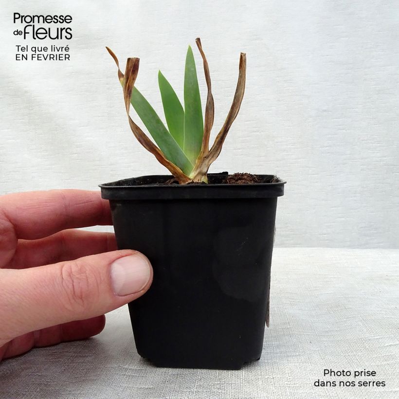 Spécimen de Iris germanica Smiling Faces - Iris des jardins tel que livré en hiver