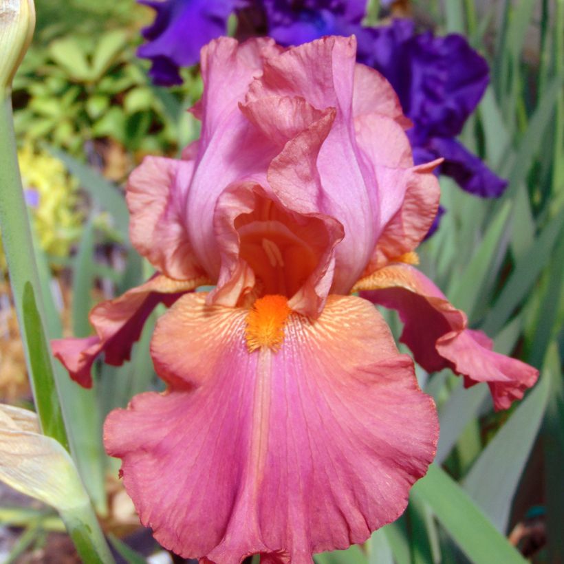 Iris germanica Sorbet Fraise (Floraison)