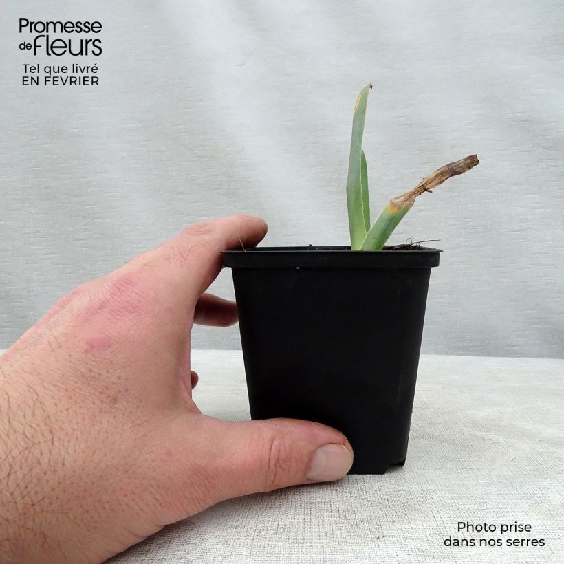 Spécimen de Iris germanica Sorbet Fraise Godet de 8/9 cm tel que livré en hiver