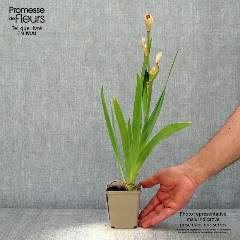Spécimen de Iris germanica Sorbet Fraise tel que livré au printemps