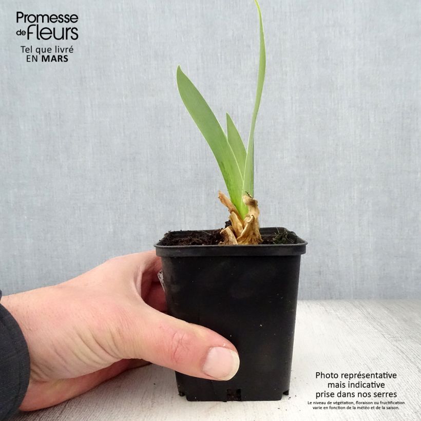 Spécimen de Iris germanica Sorcellerie - Iris des Jardins Rhizome, Calibre 10/15, qualité extra tel que livré au printemps
