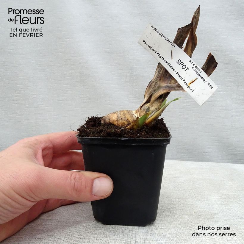 Spécimen de Iris germanica Spot - Iris des Jardins remontant. Rhizome ou godet tel que livré en hiver