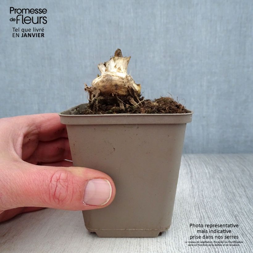 Spécimen de Iris germanica Storm Center - Iris des Jardins Godet de 8/9 cm, Calibre 4/6 tel que livré en hiver
