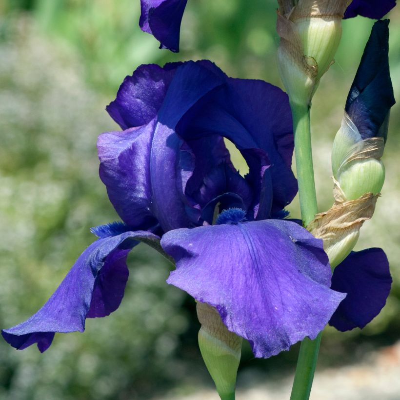 Iris germanica Storm Center - Iris des Jardins (Floraison)