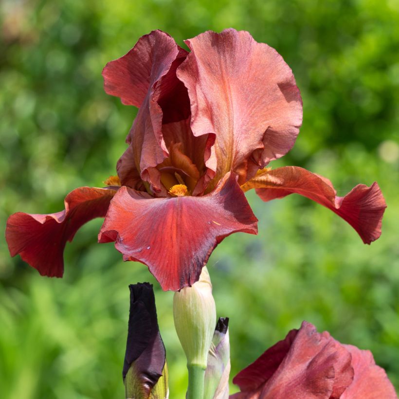 Iris germanica Sultan's Palace - Iris des Jardins (Floraison)