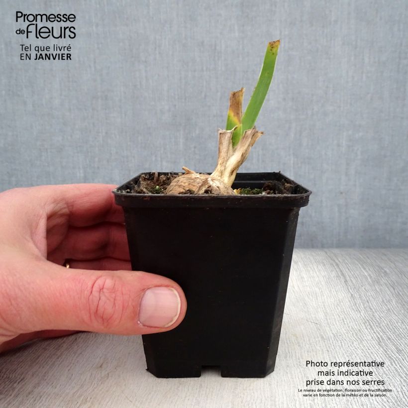 Spécimen de Iris germanica Sunset Sky - Iris des Jardins Godet de 8/9 cm, Calibre 4/6 tel que livré en hiver