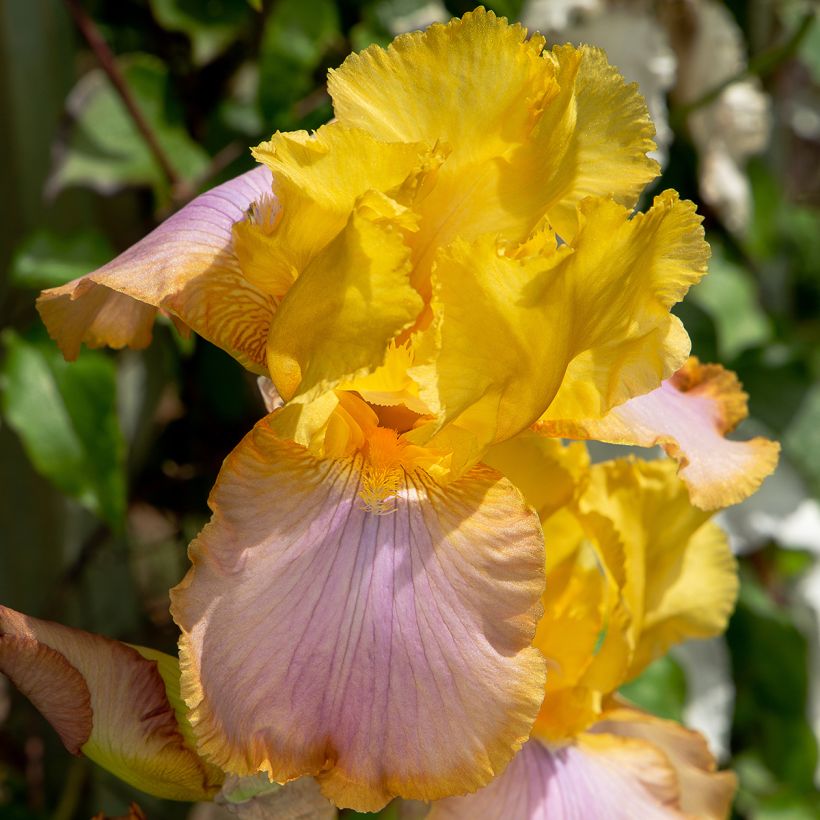 Iris germanica Sunset Sky - Iris des Jardins (Floraison)
