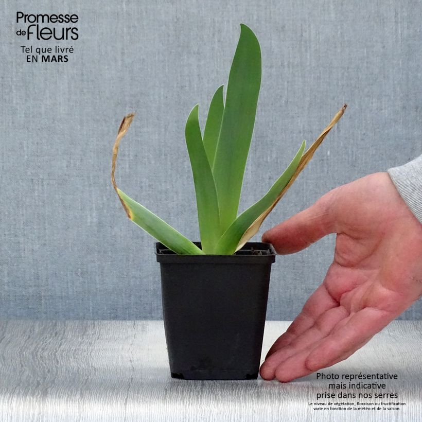 Spécimen de Iris germanica Sur la plage - Iris des Jardins Rhizome, Calibre 10/15, qualité extra tel que livré au printemps