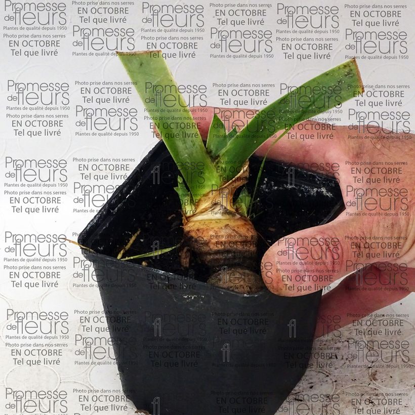 Exemple de spécimen de Iris germanica Tanzanian Tangerine Sunset - Iris des Jardins Rhizome ou godet tel que livré