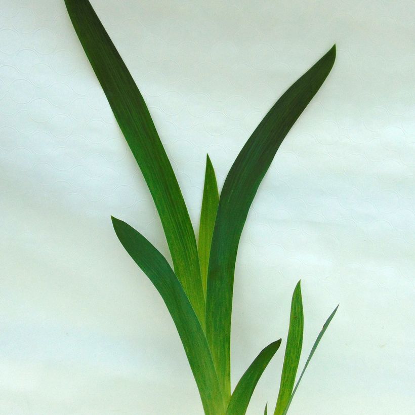 Iris germanica Thornbird (Feuillage)
