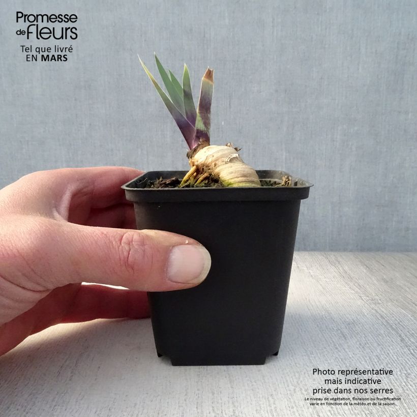 Spécimen de Iris germanica Thornbird Rhizome ou godet tel que livré au printemps