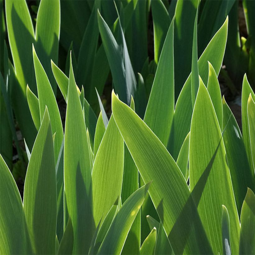 Iris germanica Torero - Iris des Jardins (Feuillage)