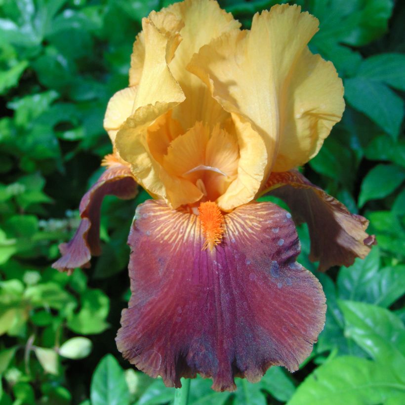 Iris germanica Torero - Iris des Jardins (Floraison)