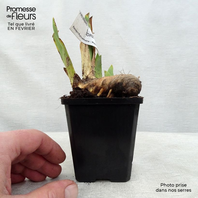 Spécimen de Iris germanica Torero - Iris des Jardins Rhizome ou godet tel que livré en hiver