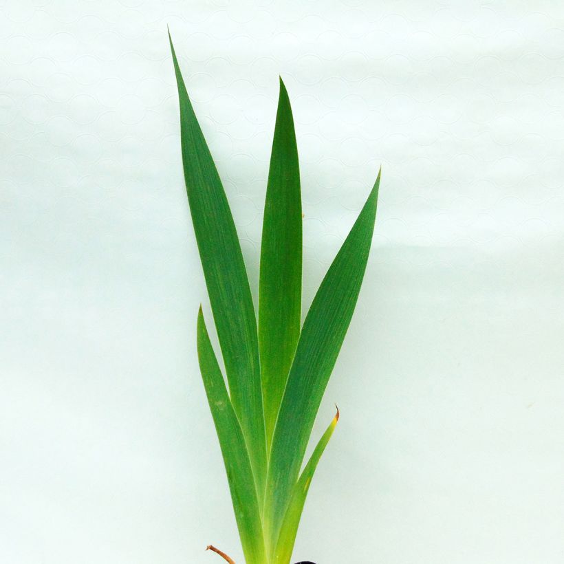 Iris germanica Total Recall (Feuillage)