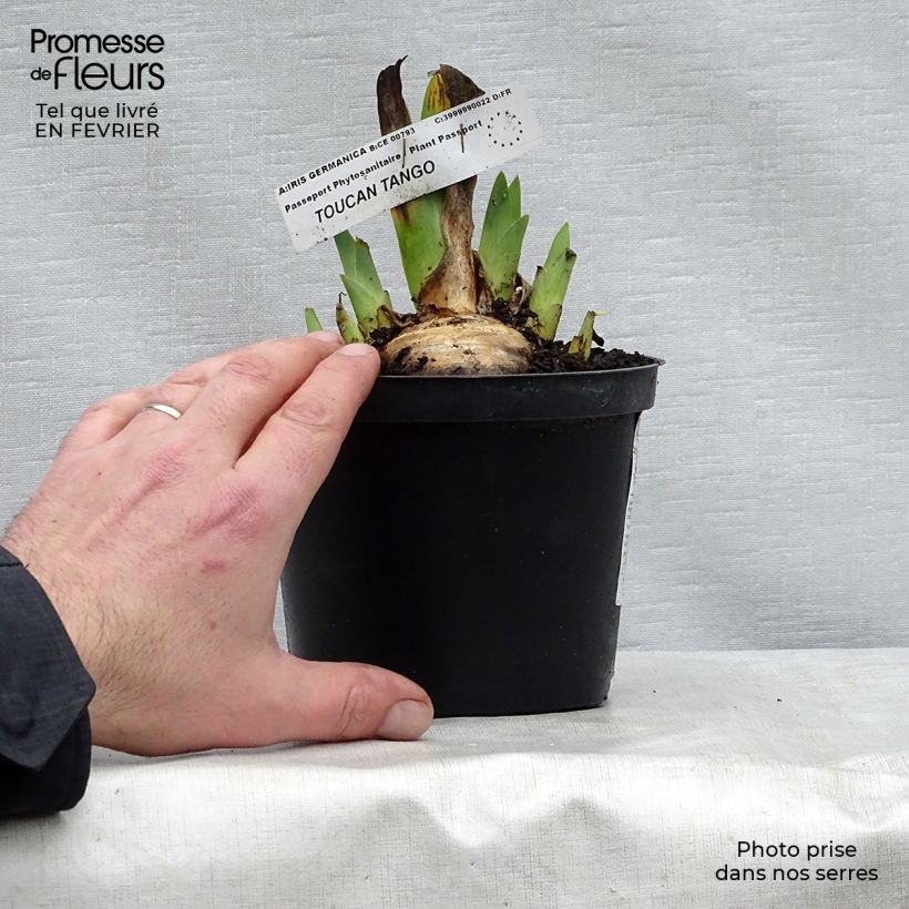 Spécimen de Iris germanica Toucan Tango Rhizome ou godet tel que livré en hiver
