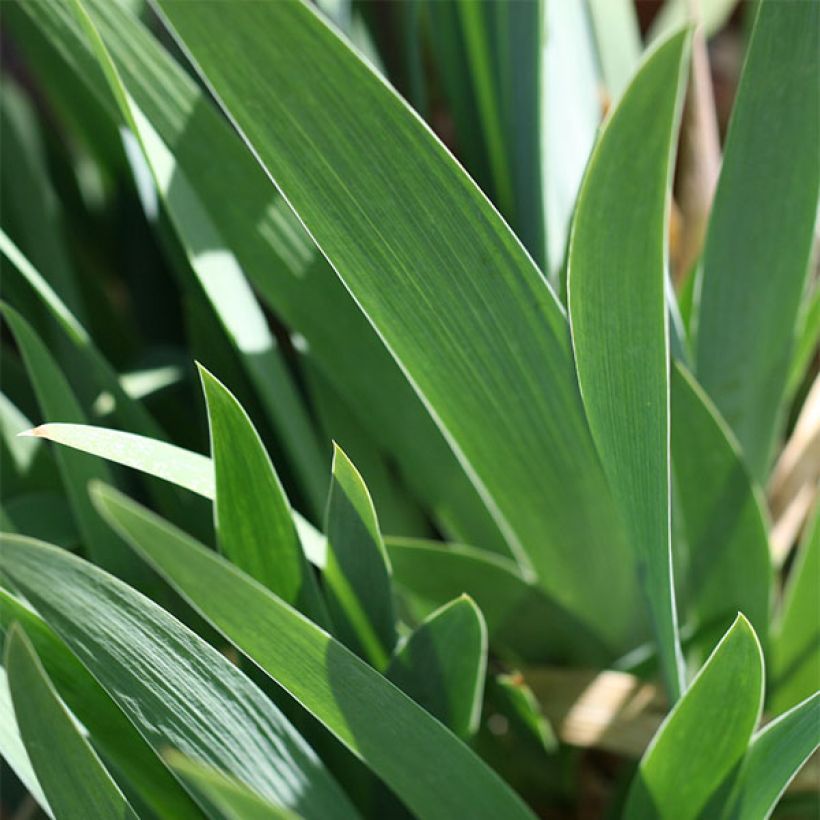 Iris germanica Trade Secret - Iris des Jardins (Feuillage)