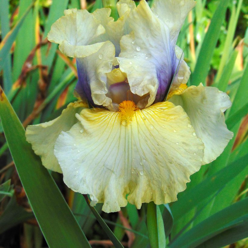Iris germanica Trade Secret - Iris des Jardins (Floraison)