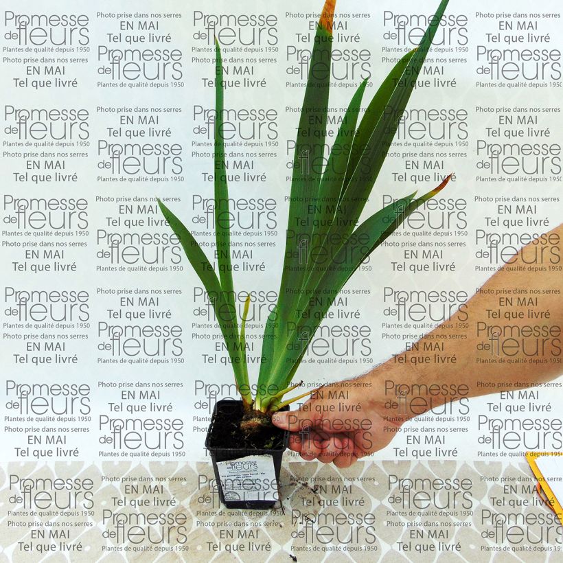 Exemple de spécimen de Iris germanica Trade Secret - Iris des Jardins Godet de 8/9 cm tel que livré