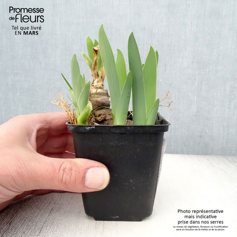 Spécimen de Iris germanica Urluberlu - Iris des Jardins Rhizome, Calibre 10/15, qualité extra tel que livré au printemps