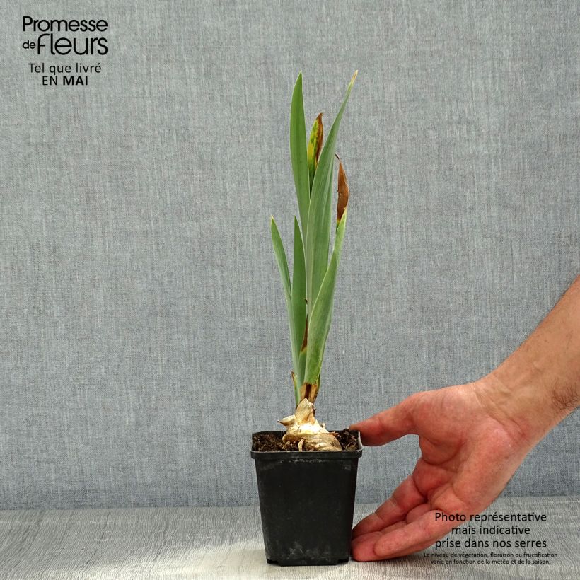 Spécimen de Iris germanica Virgule - Iris des Jardins Rhizome, Calibre 10/15, qualité extra tel que livré au printemps