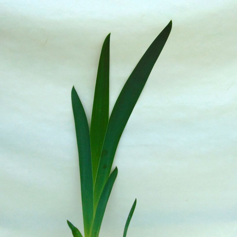 Iris germanica Vita Fire (Feuillage)