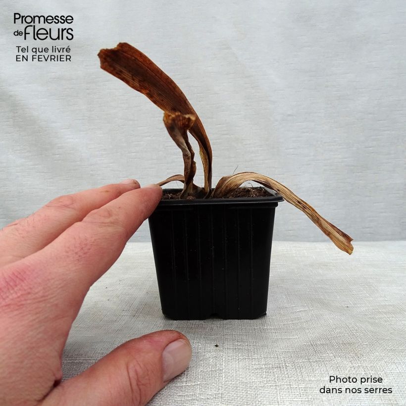 Spécimen de Iris germanica Vita Fire Godet de 8/9 cm tel que livré en hiver