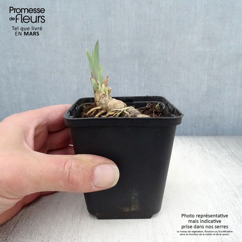Spécimen de Iris germanica Vita Fire Rhizome ou godet tel que livré au printemps